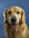 Retrato de golden retriever